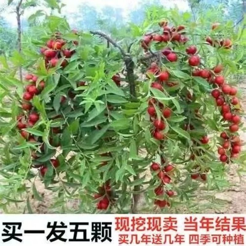 农大中华钙果苗欧力苗新品果树苗南北方种植盆栽地栽当年结果包邮