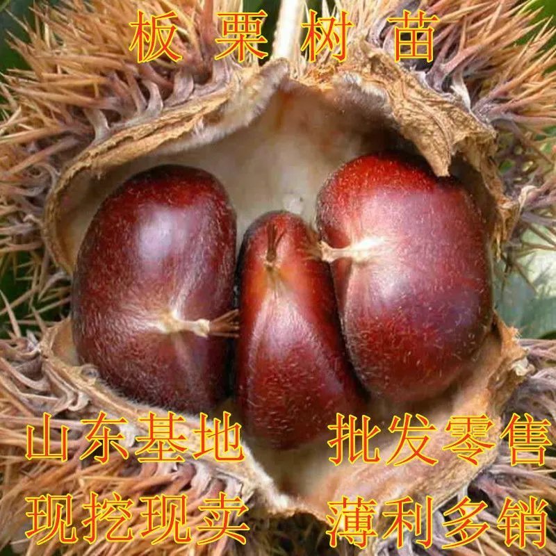 板栗苗嫁接大板栗树苗板栗苗当年结果南方北方种植地栽大板栗树苗