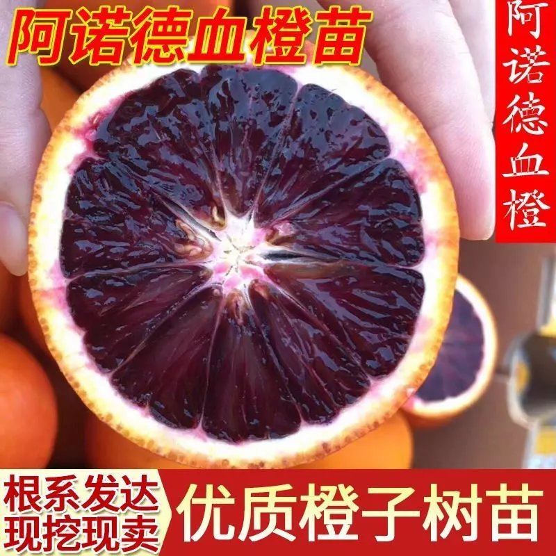 阿诺德血橙苗有玫瑰香味橙子树苗脐橙子苗塔罗科血橙苗南方北方种