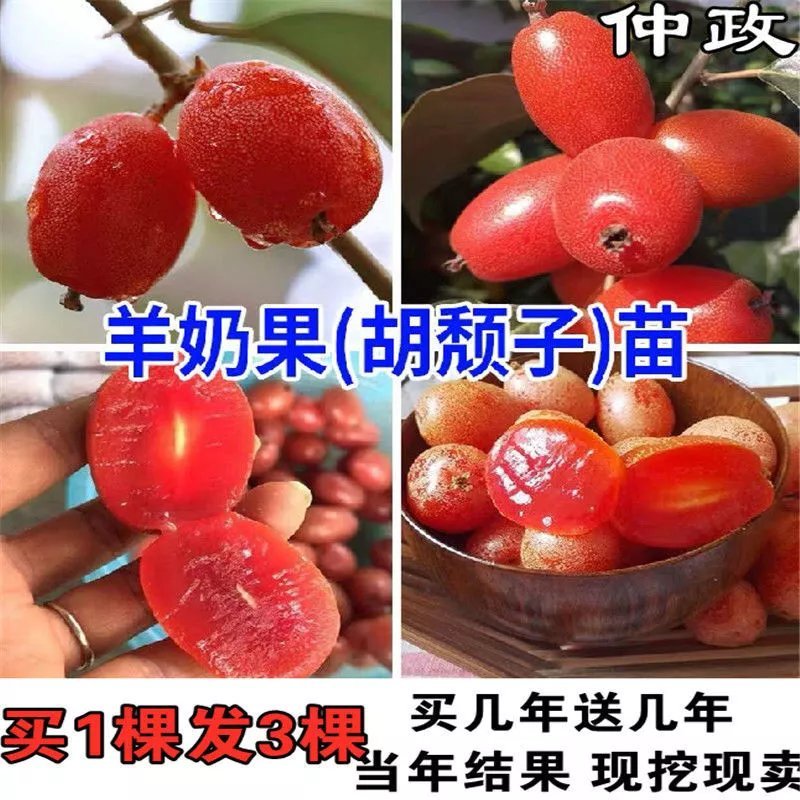 羊奶果树苗特大果形嫁接德甜二号 胡颓子羊奶果苗盆地栽当年结果