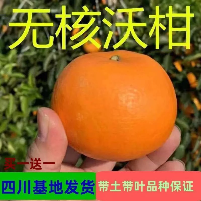 新品种091无核沃柑苗无籽沃柑树苗嫁接沃柑橘苗晚熟柑橘苗带泥浆