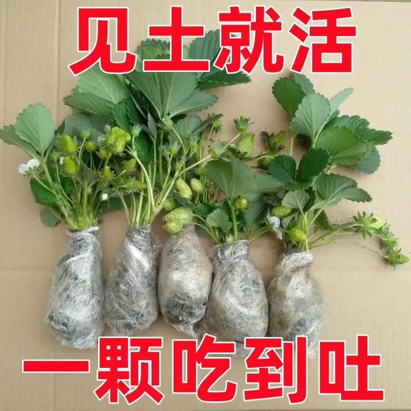 【20天结果】奶油草莓苗盆栽四季草莓树苗秧苗南北方种植当年结果