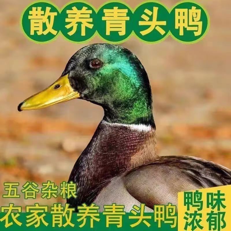湘西正宗农家散养青头鸭土鸭老鸭整只新鲜现宰现发顺丰包邮到家
