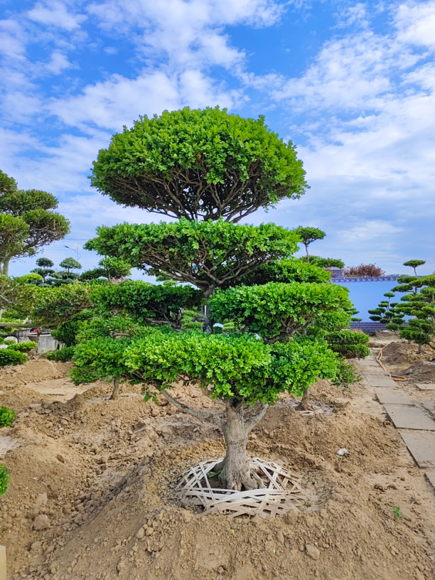 真罗汉松大树迎客松进口庭院名贵树盆景造型树别墅日本罗汉松矮桩