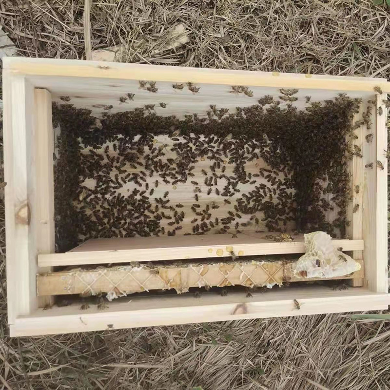 中蜂带王带子脾带蜂箱七框箱 十框双王箱包邮