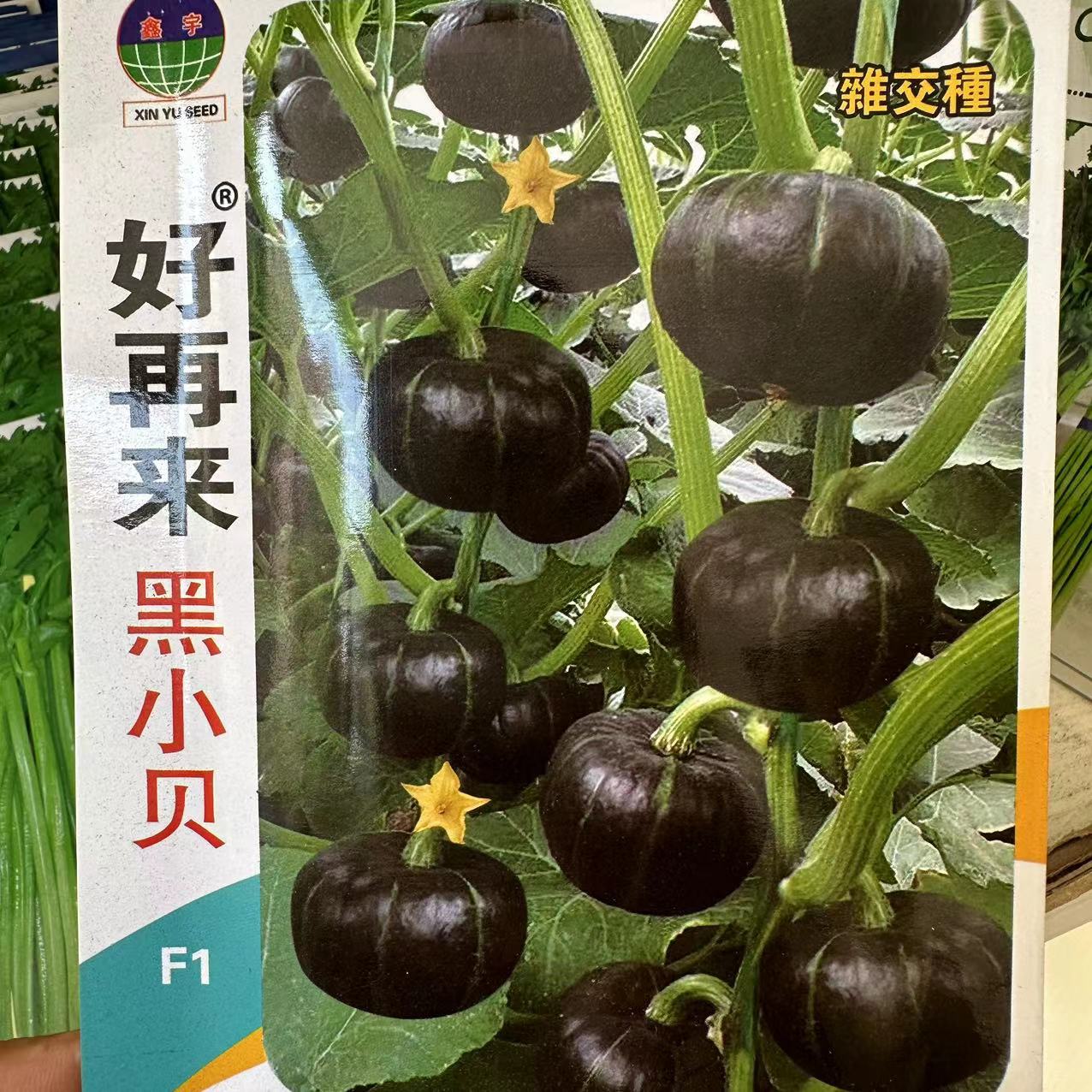 好再来黑小贝南瓜