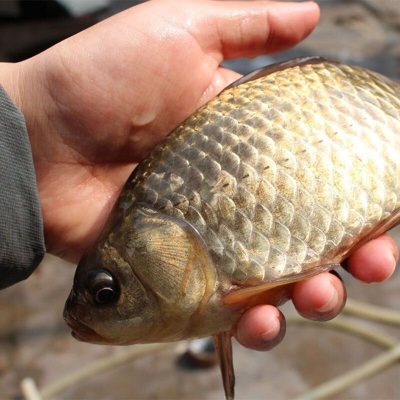 东平湖野生鲫鱼3斤装活鱼现杀孕产妇熬汤野生鲫鱼8-10条冷冻包邮