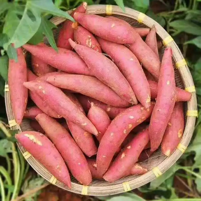 安徽红薯流油蜜薯糖心甜红薯新鲜地瓜山芋烟薯