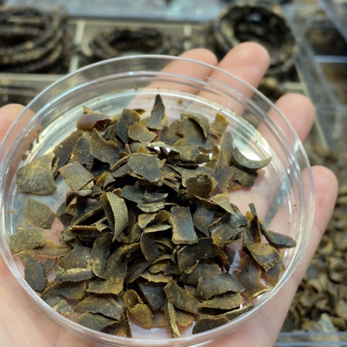 【闪购商品】沉香随**适奇楠切片99沉5克