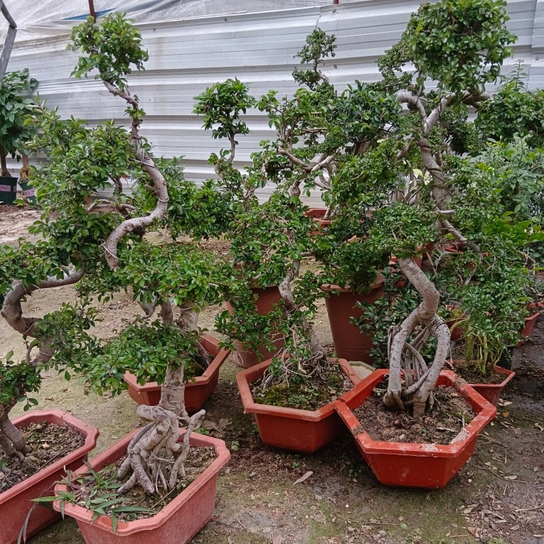 老桩盆景（一物一拍）以直播间为准（基地塑料盆破不包损）