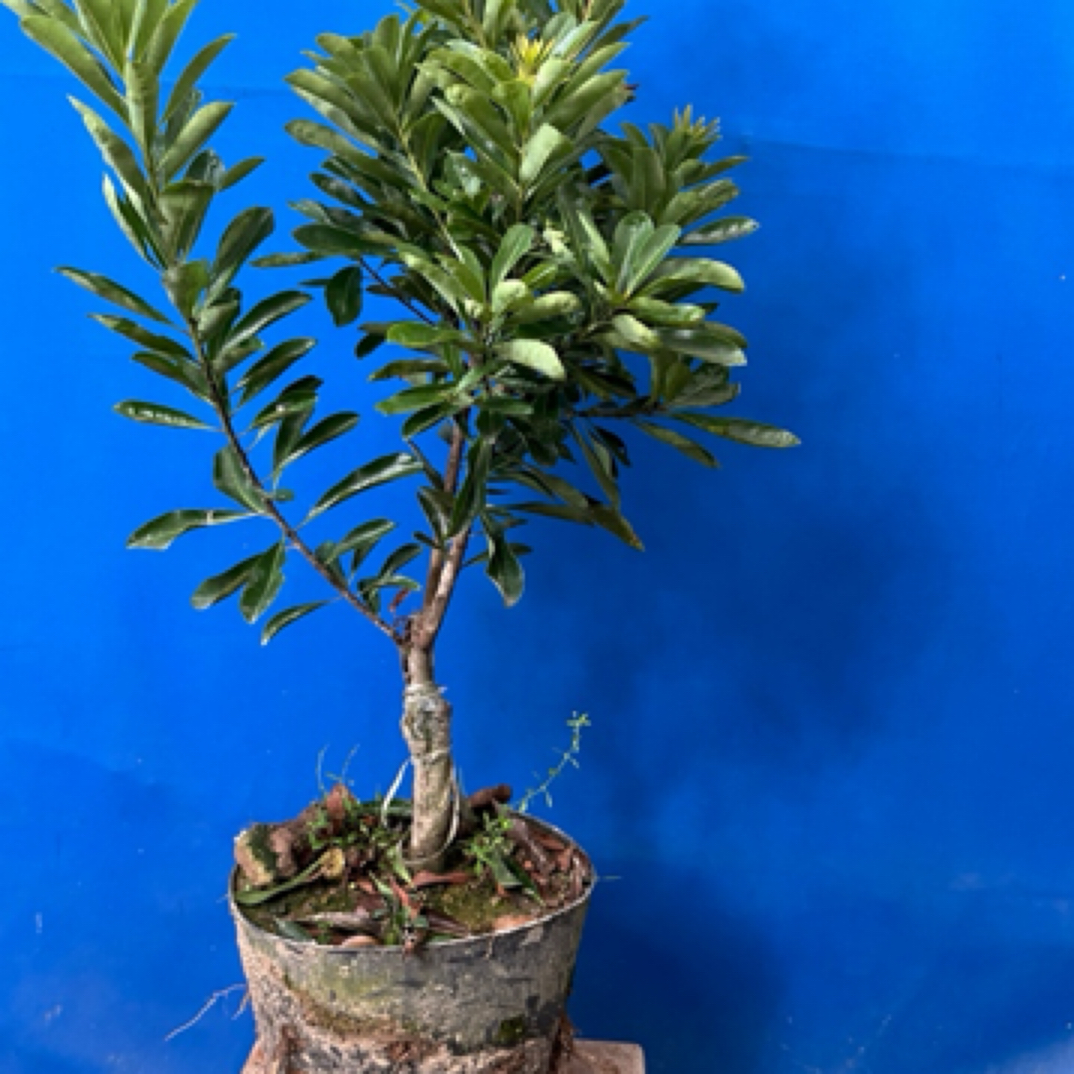 3-5年水晶盆栽绿植