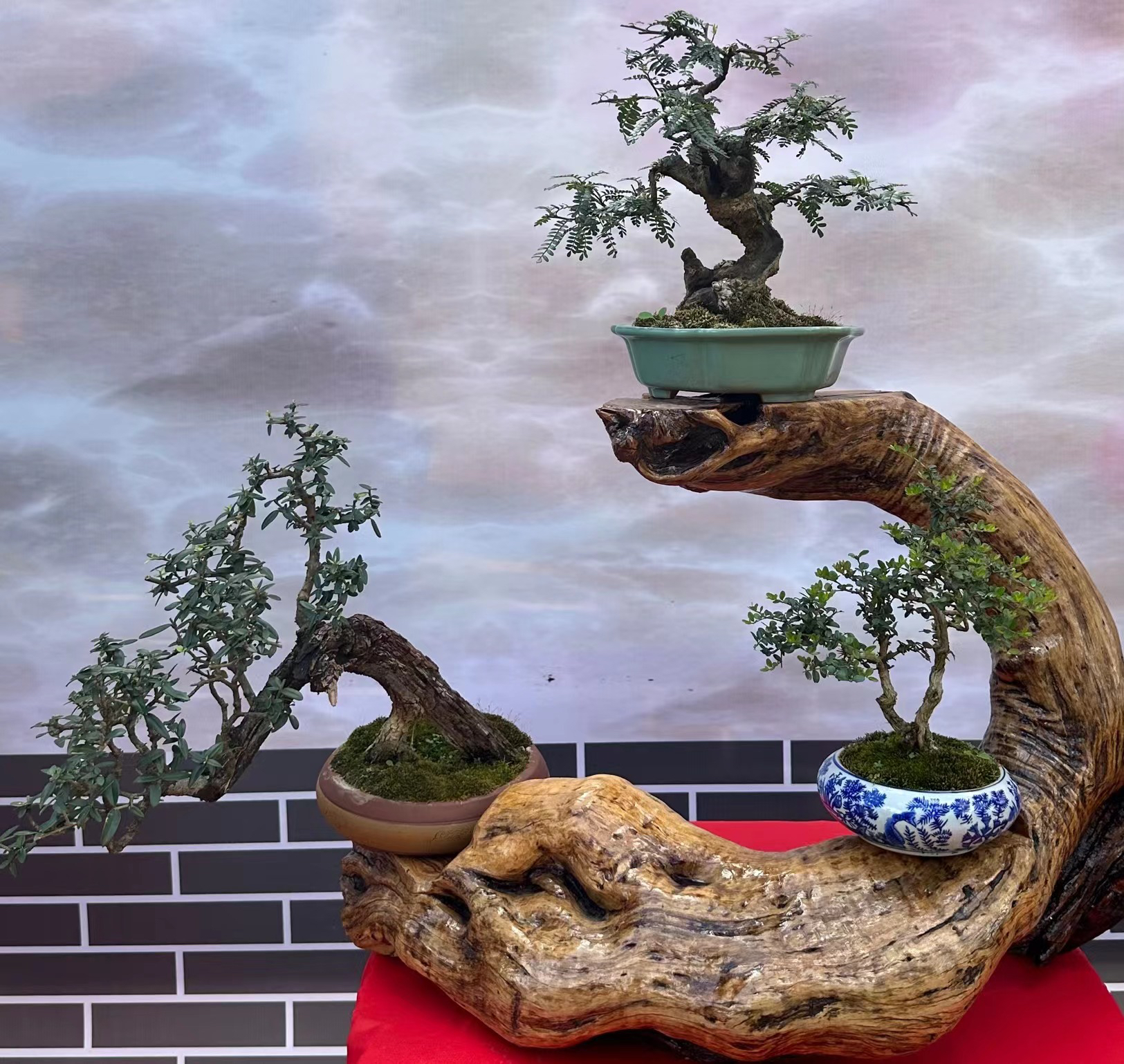原生山采老桩一物一拍《盆景素材》一物一拍