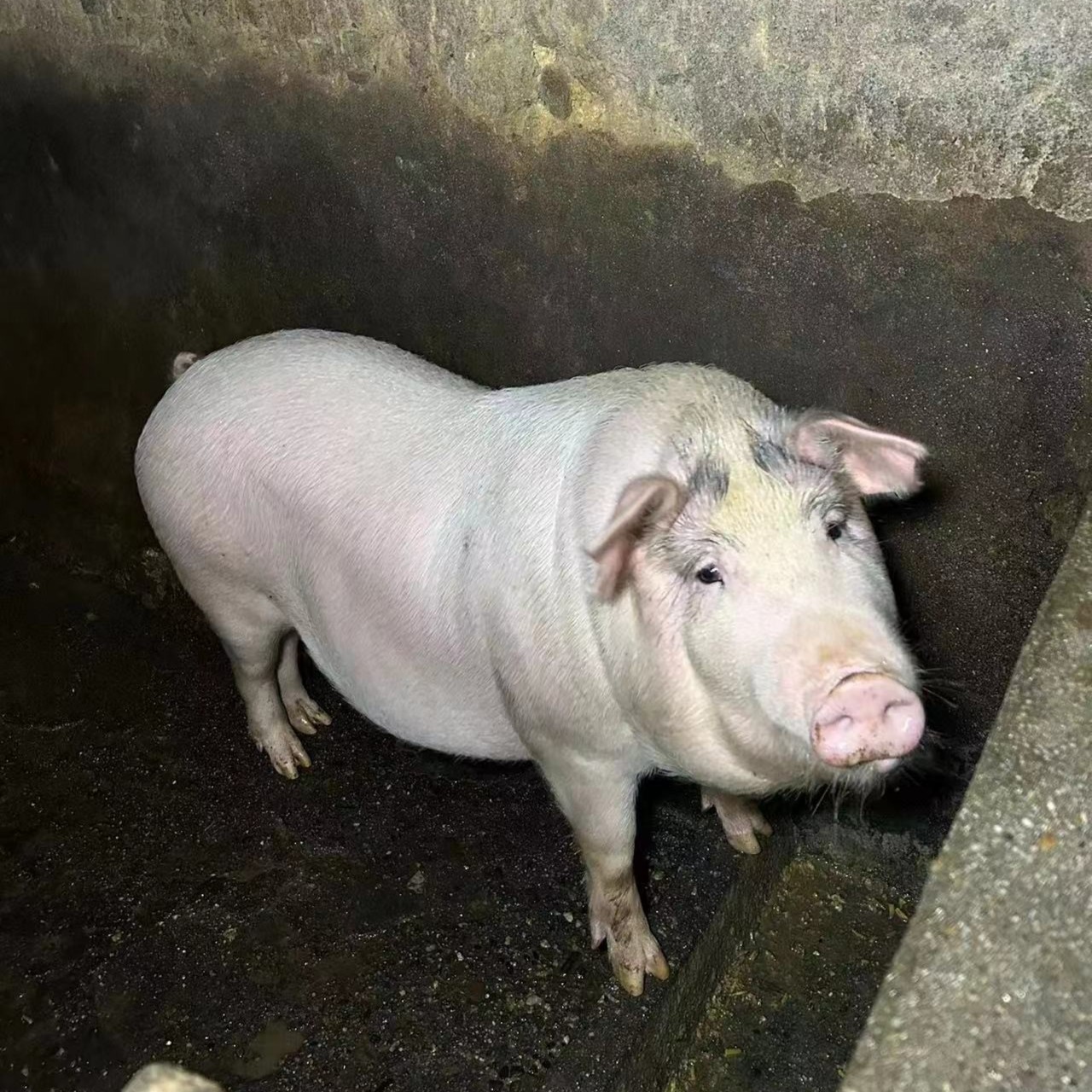 【主播推荐】农家正宗土猪肉  