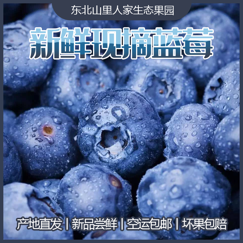 脆甜丹东特产宝宝蓝莓基地新鲜采摘产地发货坏果包赔