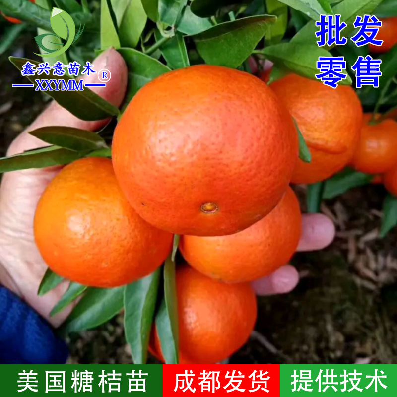 美国糖桔苗早熟东方红橘子苗树世纪红橘盆栽地栽南北方种植果苗