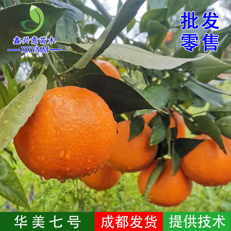 华美7号柑橘苗华美七号柑橘苗早熟新品种果树四川苗木南方果树苗