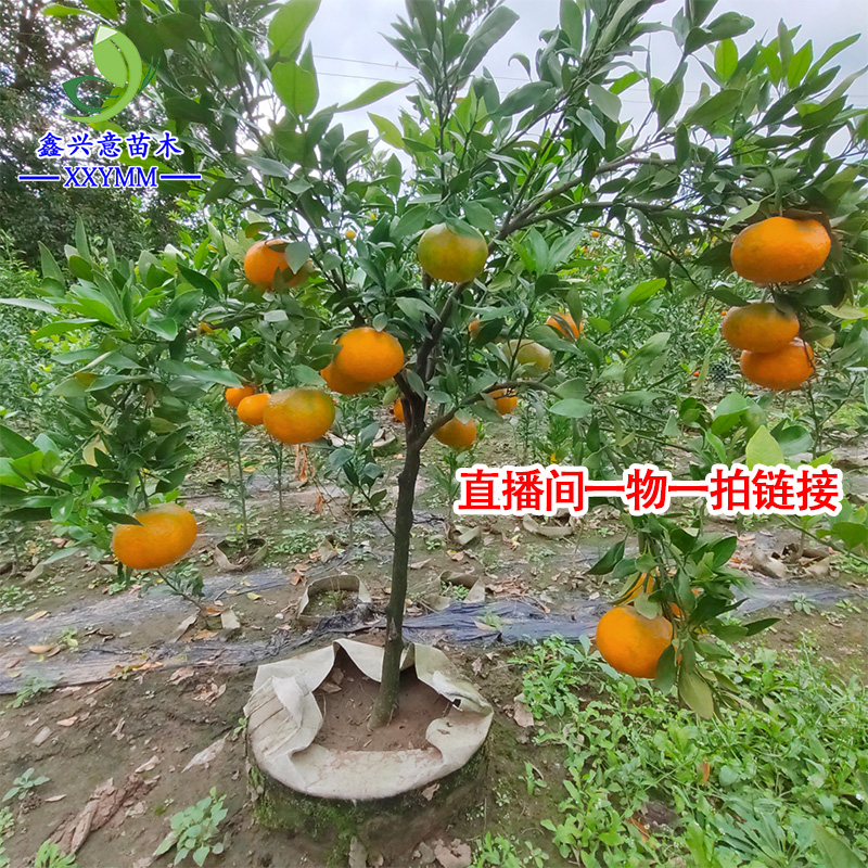 果树苗一物一拍链接【接受掉果才拍】路上快递颠簸有掉果现象【6号】