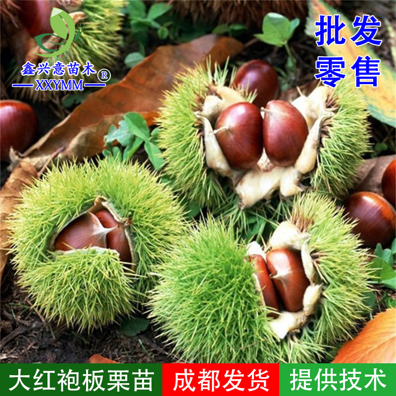 嫁接板栗树苗大红袍板栗大果南北种植地栽热销耐寒盆栽板栗树苗