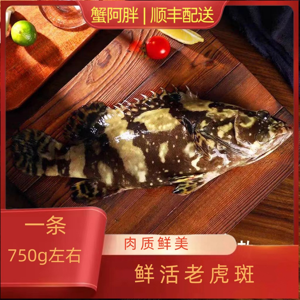 阿胖推荐~鲜活老虎斑，肉质细腻，蒜瓣肉