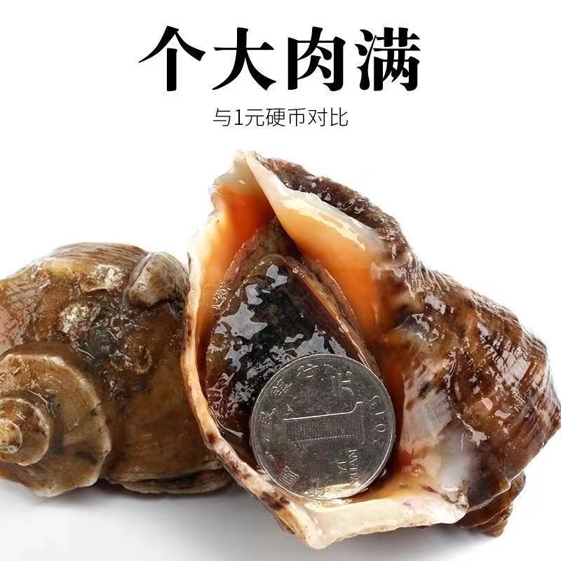 鲜活大海螺1只3两左右，2斤起拍，肉质Q弹