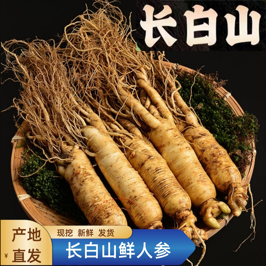 人参2025年长白山新鲜人参单枝45g-55g泡水泡酒煲汤产地直销