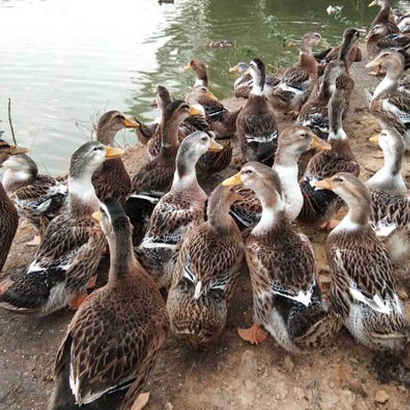 湖北随州农家散养土麻鸭