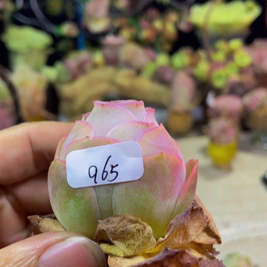 丹凤965多肉植物