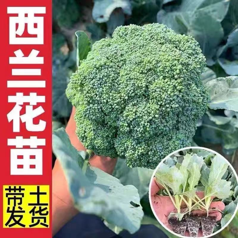 西兰花秧苗西兰花苗菜花苗白菜花秧苗花椰菜苗有机花苗抗寒叶菜苗