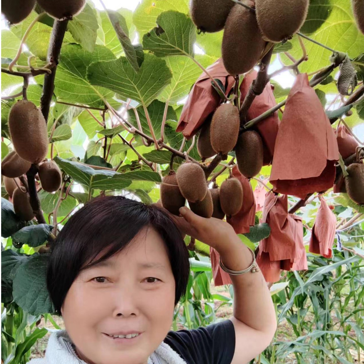 陕西眉县翠香猕猴桃10斤大果现摘现发