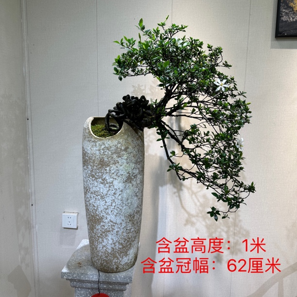 【聚馨花坊】四季盆景揽叶栀子花