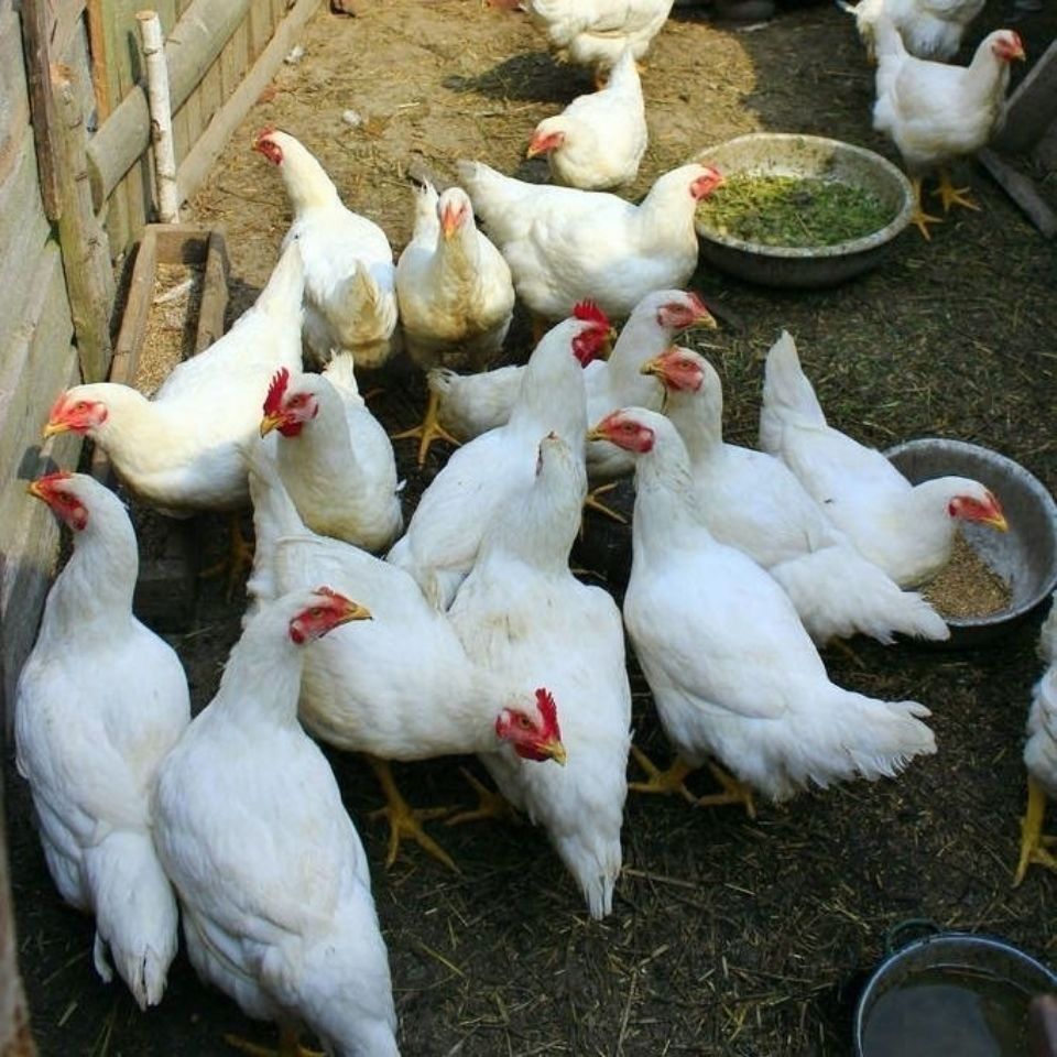 白色土鸡1.5斤左右