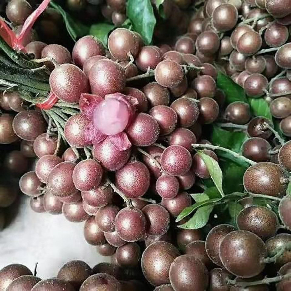 新品种紫肉黄皮嫁接苗带土带叶可盘栽地栽