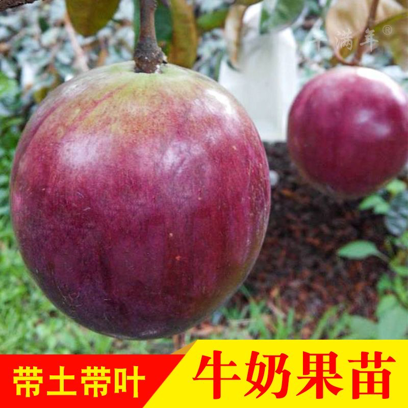 牛奶果苗星苹果苗牛奶种子苗四季果树带土带叶子发货庭院阳台种植