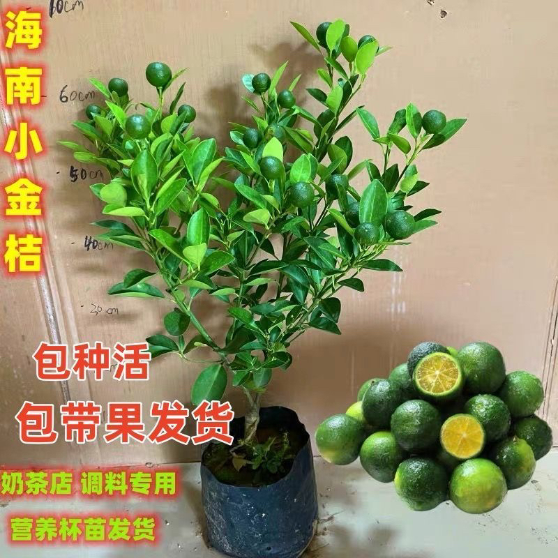 海南小柠檬树苗嫁接小青桔四季金桔苗当年结果室内盆栽果树带果