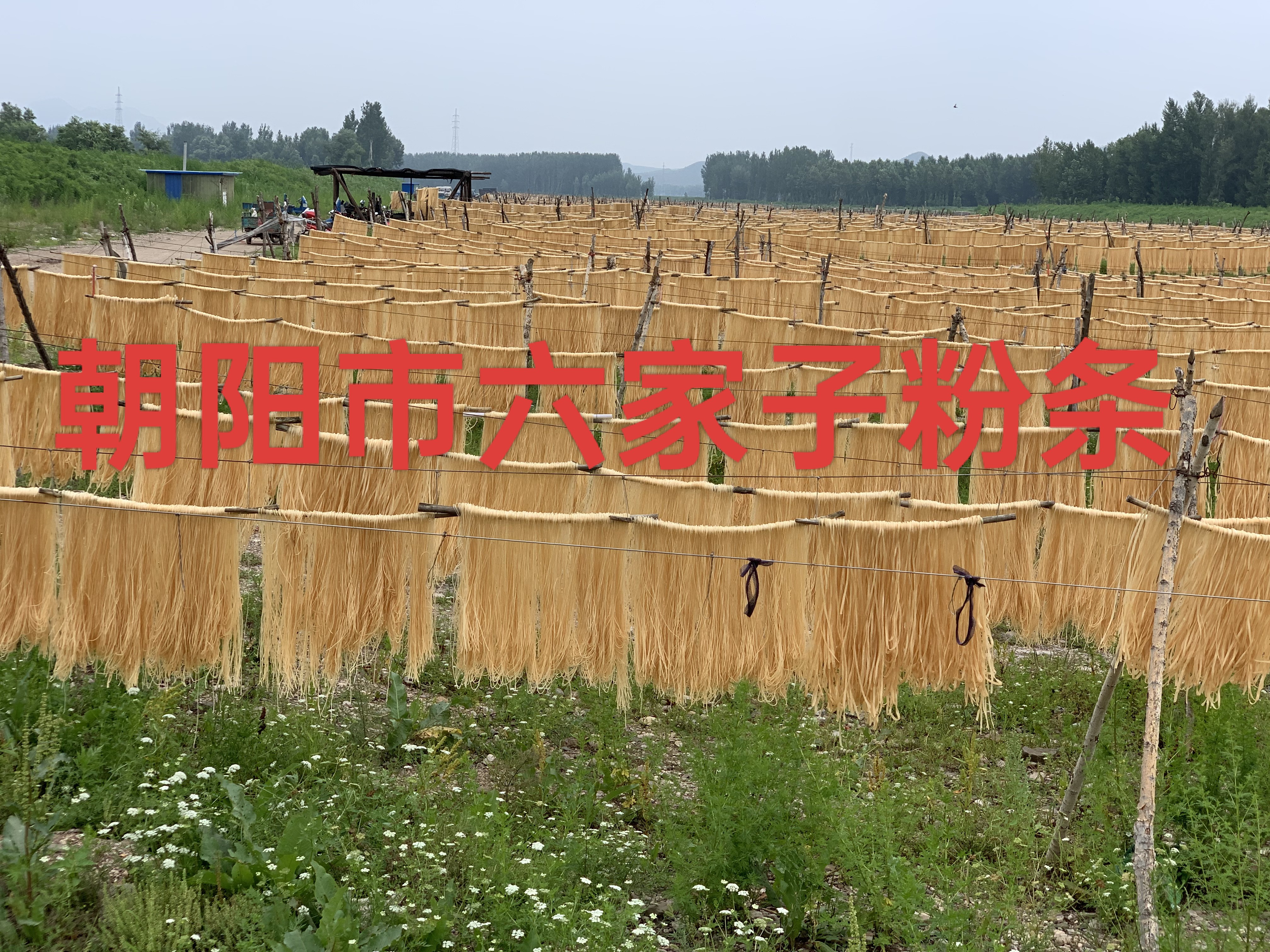 【粉条福利】朝阳河沿子正宗手工粉条5斤宽细可选