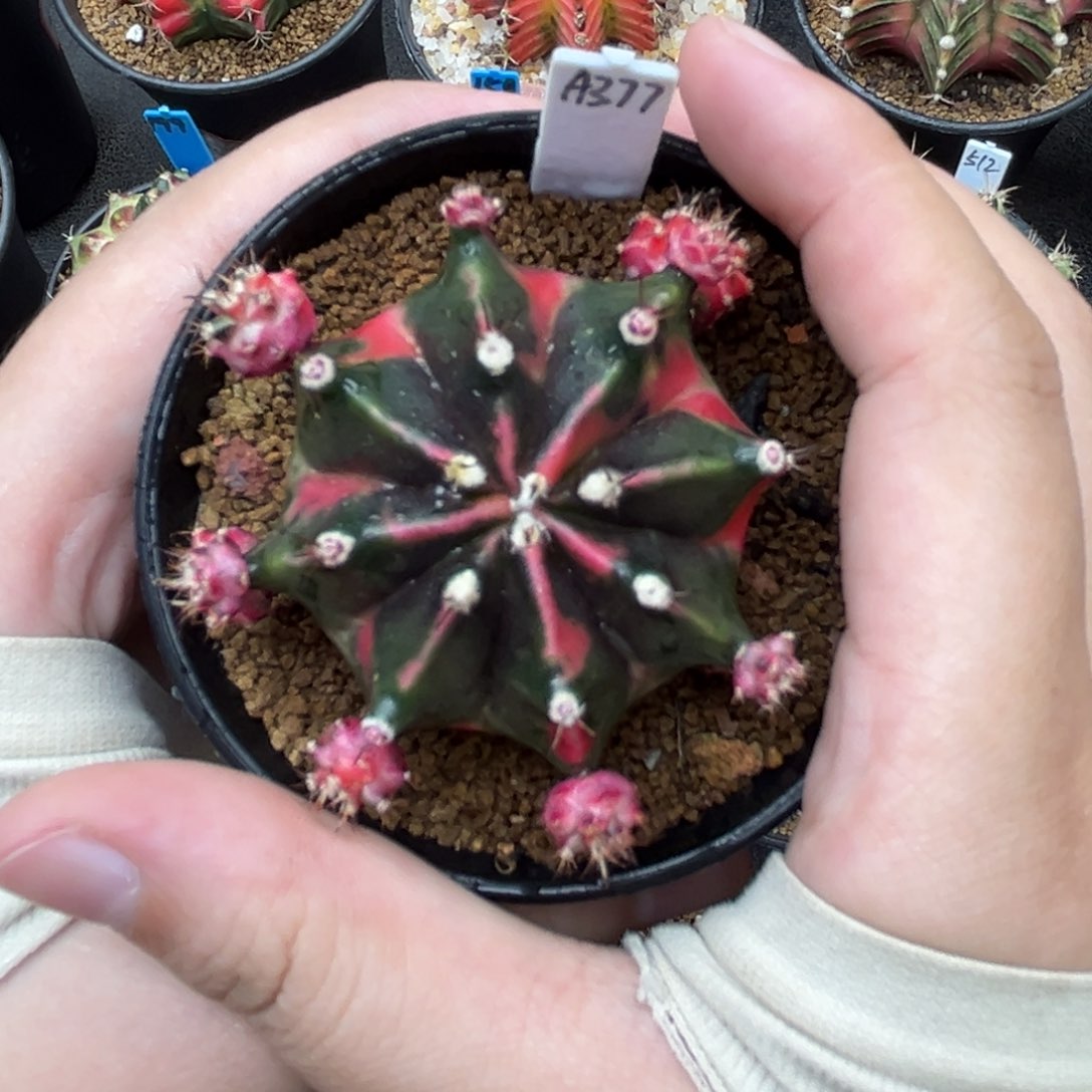 泰系侧芽米哈锦 A377