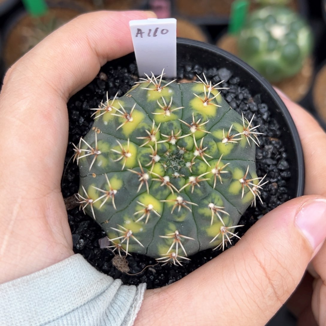 泰系实生虎斑裸恶锦带盆发货A110