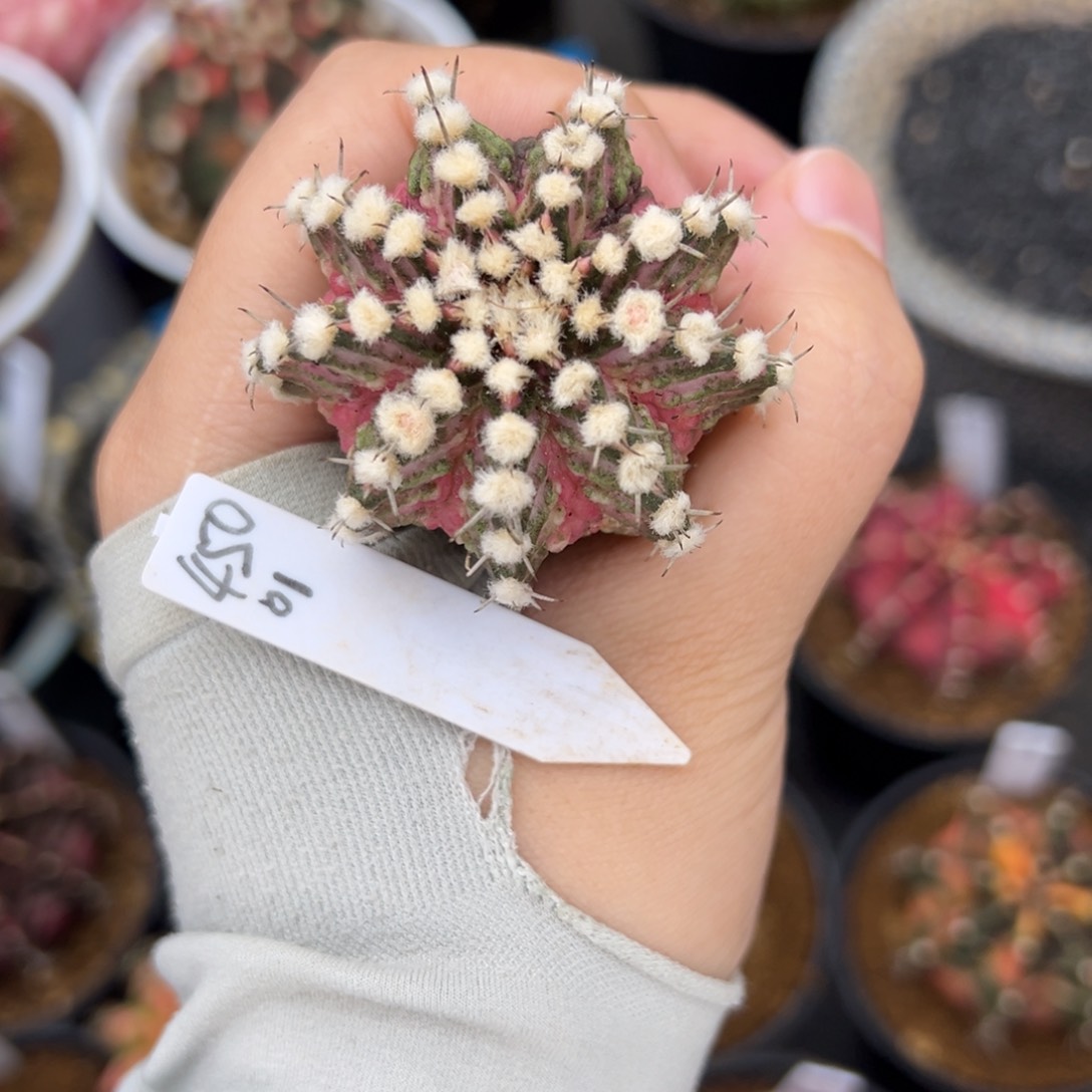 泰系实生高绒海神锦450