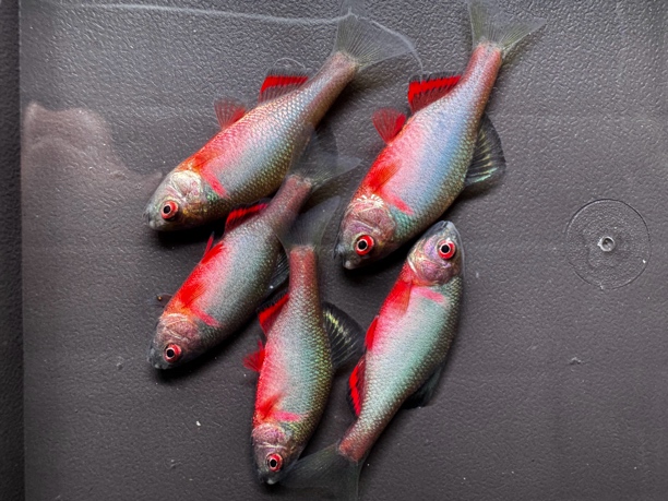 火山鰟鮍 淡水鱼