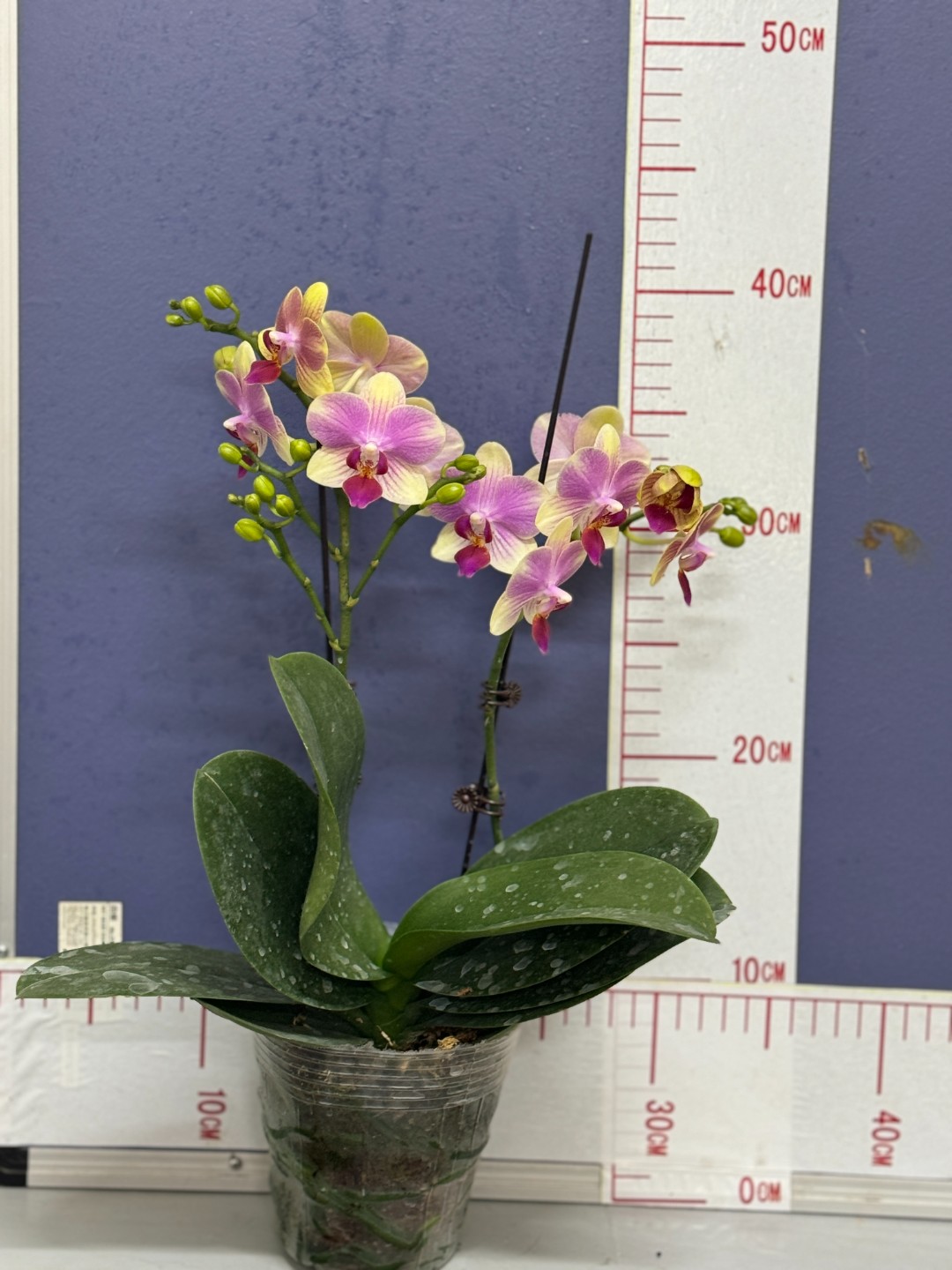 奢漫花田蝴蝶兰多品种以直播间为准一物一拍不退不换
