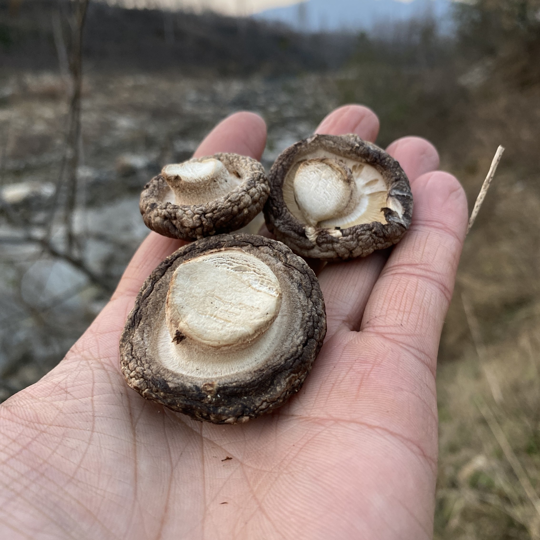 【桃木垛石氏农场小香菇】伏牛山特产，精品小花菇