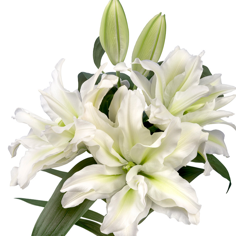 【艾莎】18/20进口重瓣百合香水百合种球四季种植云南鲜花百合种球