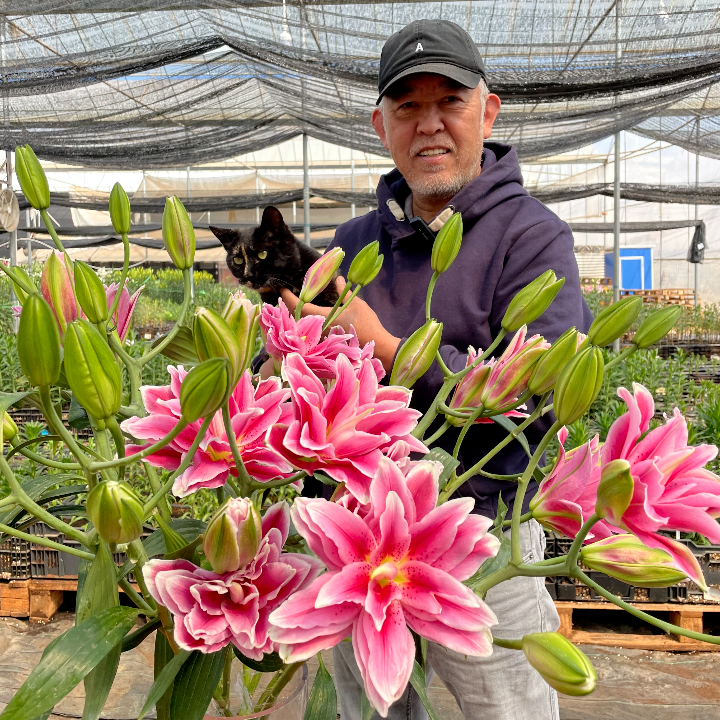 【希亚拉 】13/15重瓣百合香水百合云南进口种球百合种球四季栽种