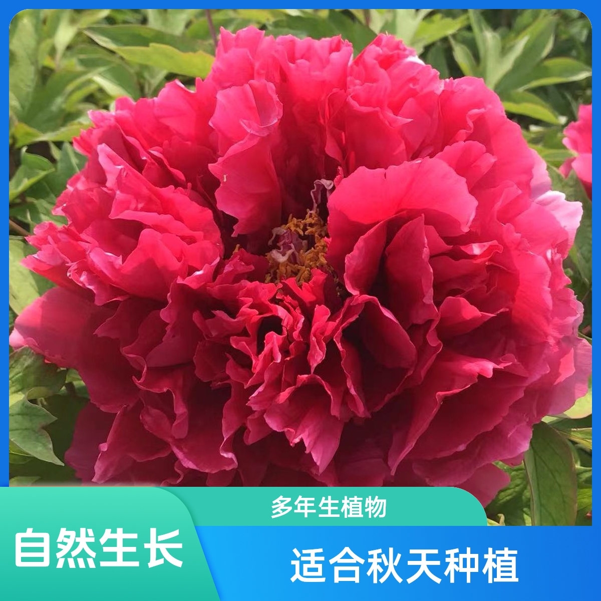 牡丹品种花王 秋天裸根发货