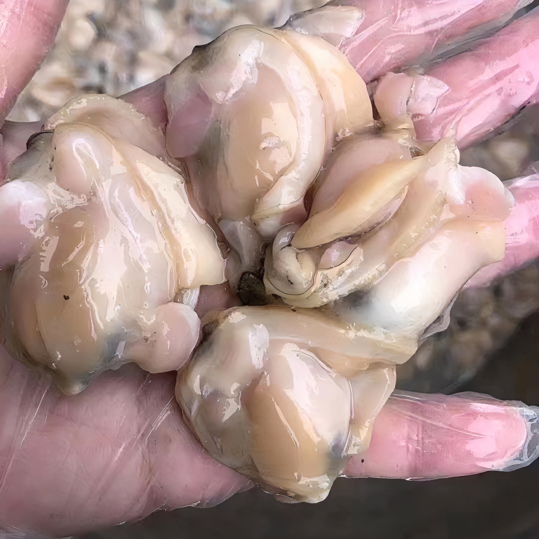 江苏吕四现剥新鲜蛤蜊肉（净重2.5斤）