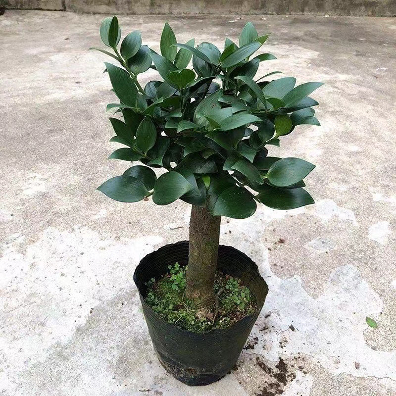 橄榄叶竹柏老桩橄榄圆叶嫁接兴旺竹长寿竹绿植四季常青