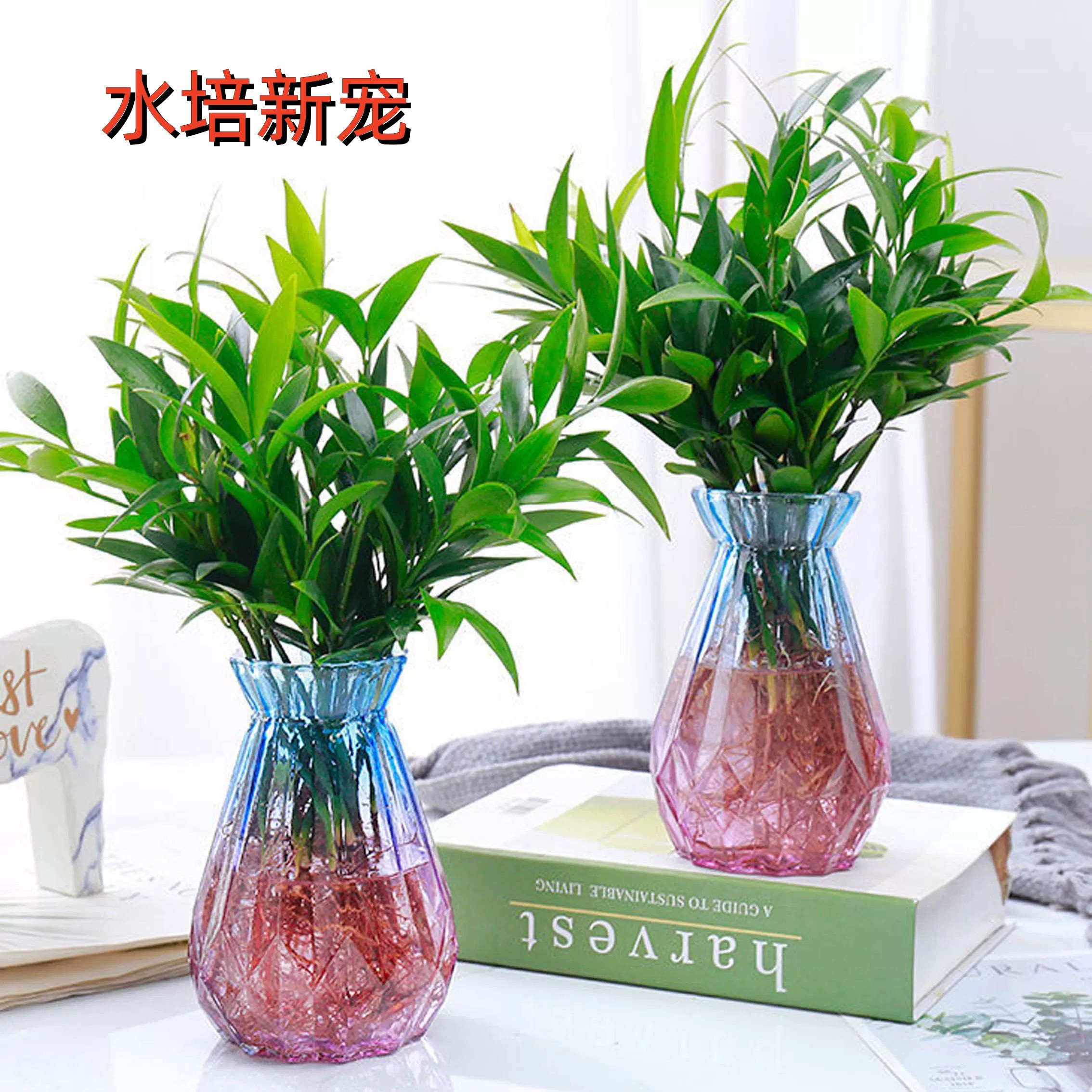 竹柏盆栽水培新宠驱蚊植物室内客厅卧室桌面绿植盆栽花卉四季常青