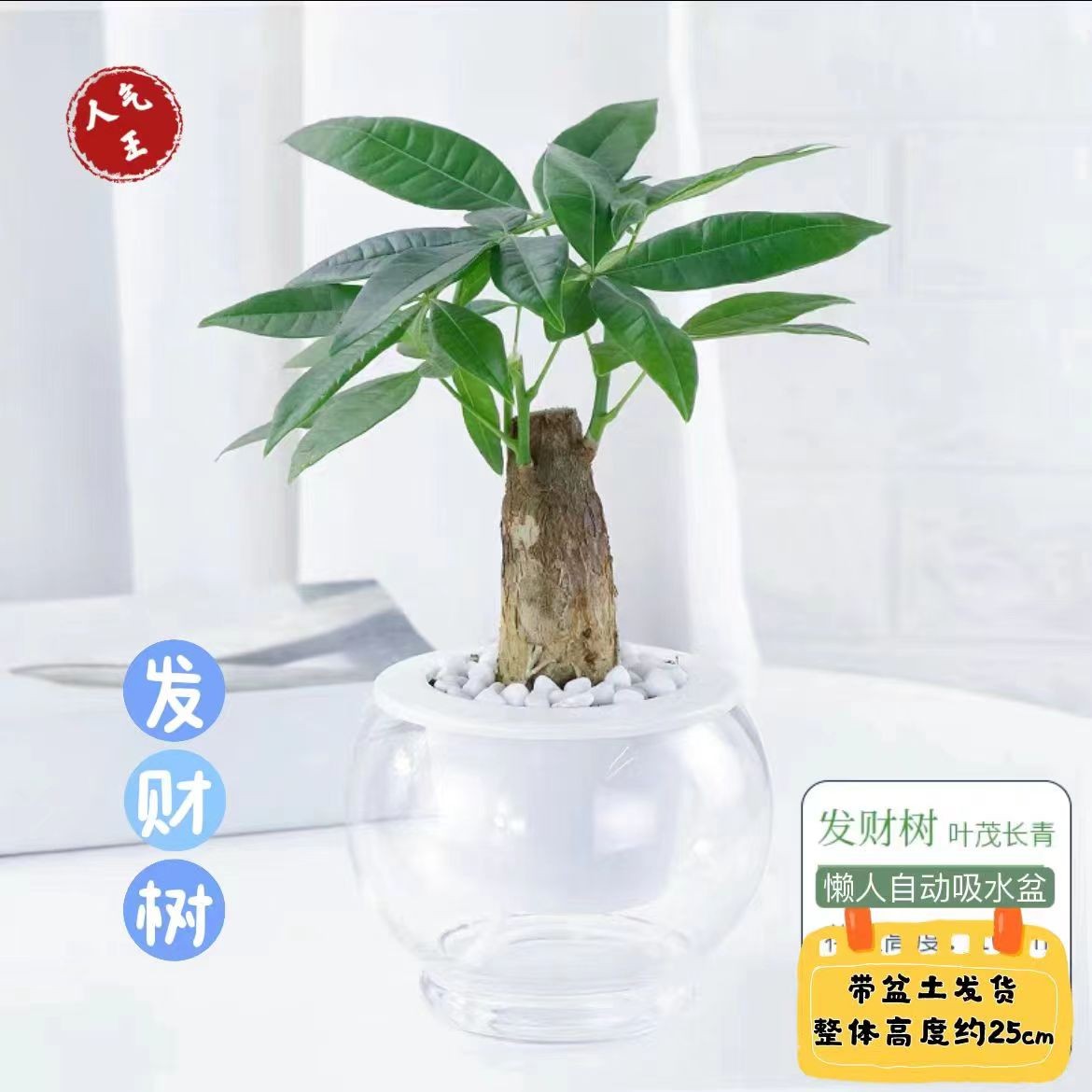阳光河畔发财树盆栽绿植室内花卉好养活高档植物美观办公桌桌面