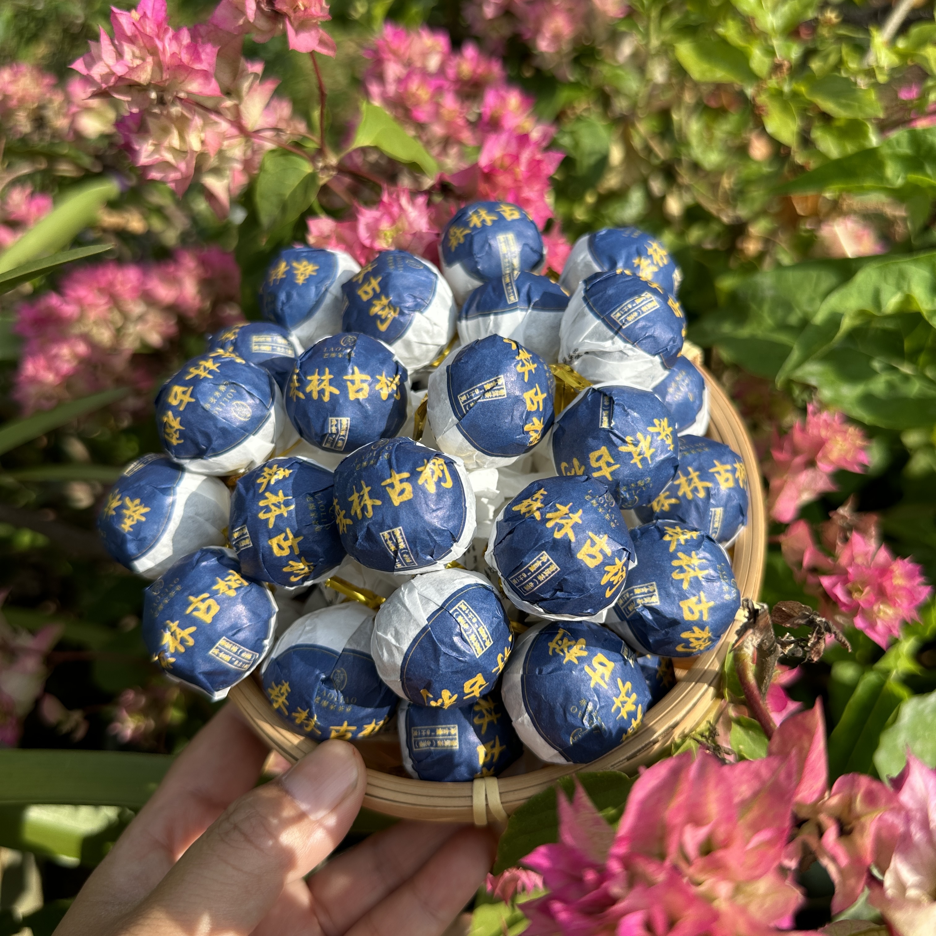 宠粉【森林龙珠】24年森林高杆古树头春头采（手工龙珠）兰花香韵