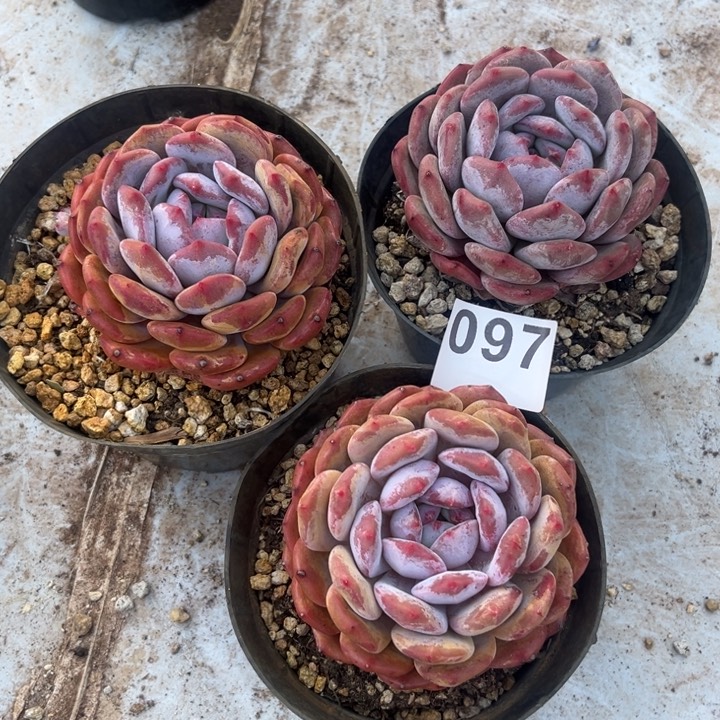 3颗橙梦露多肉097